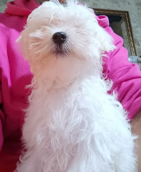 Cuccioli di maltese  | Foto 4