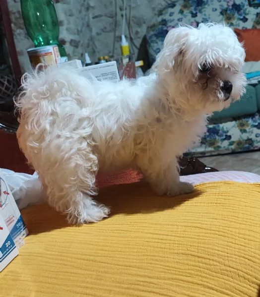 Cuccioli di maltese  | Foto 3