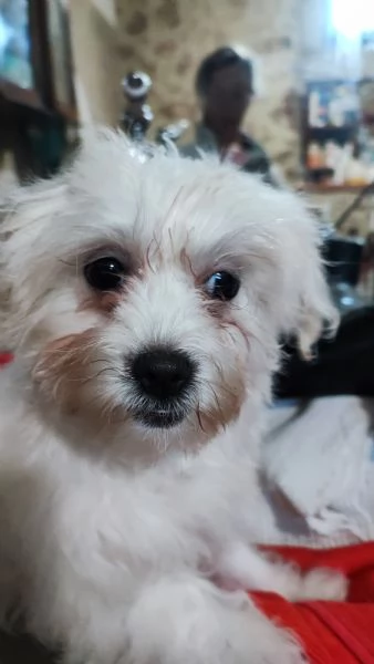 Cuccioli di maltese  | Foto 2