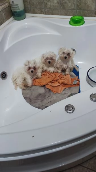 Cuccioli di maltese  | Foto 1