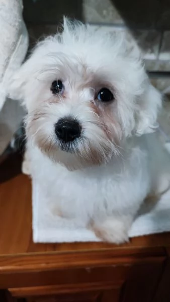 Cuccioli di maltese  | Foto 0
