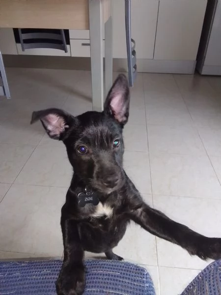 Zoe cagnolina di 3 mesi