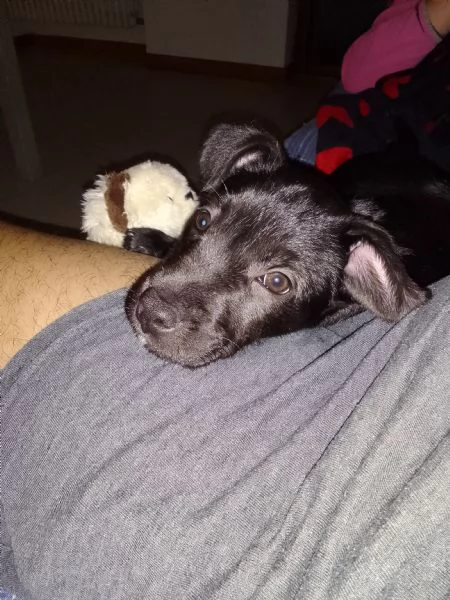 Zoe cagnolina di 3 mesi | Foto 2