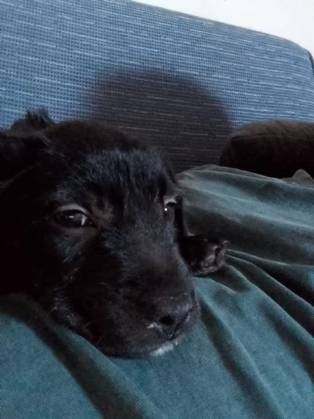 Zoe cagnolina di 3 mesi | Foto 1