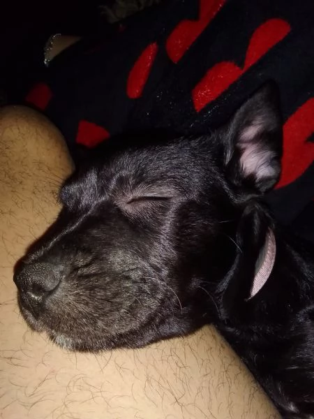 Zoe cagnolina di 3 mesi | Foto 0