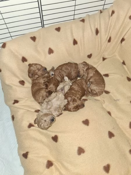 VENDO CUCCIOLI DI BARBONCINO TOY  | Foto 3