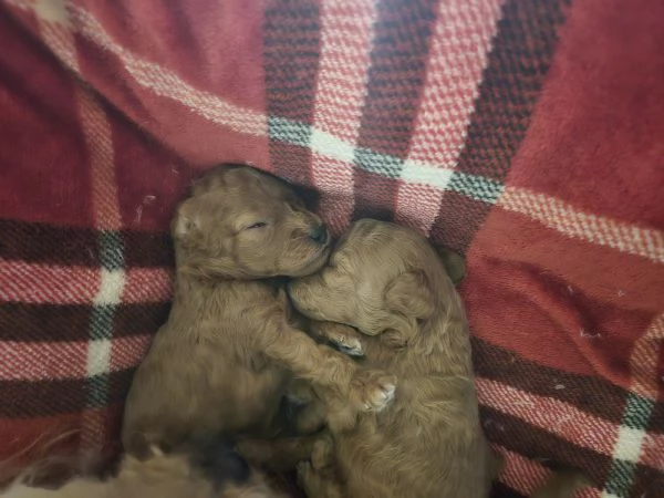 VENDO CUCCIOLI DI BARBONCINO TOY  | Foto 2