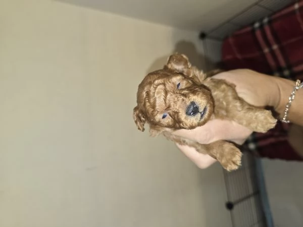VENDO CUCCIOLI DI BARBONCINO TOY  | Foto 1