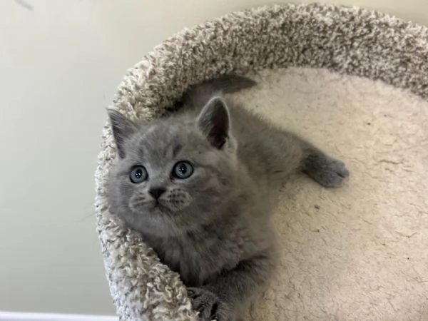 Gatti British shorthair
