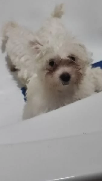 Cuccioli di maltese 