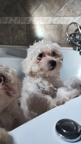 Cuccioli di maltese  | Foto 2