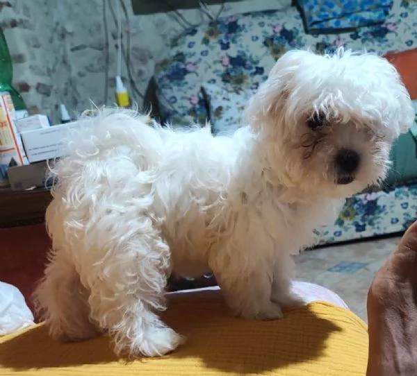 Cuccioli di maltese  | Foto 1