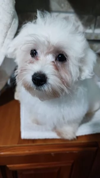 Cuccioli di maltese  | Foto 0