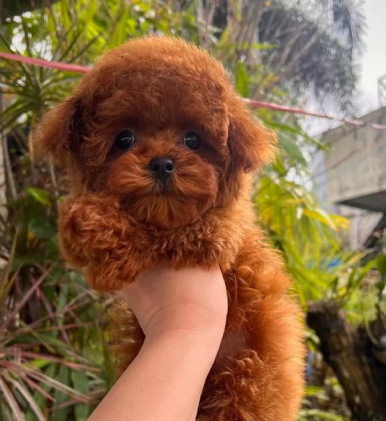 Cuccioli di Barboncino Toy