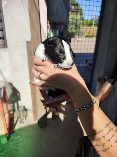 Porcellino d'india  | Foto 6