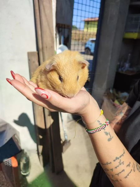 Porcellino d'india  | Foto 3