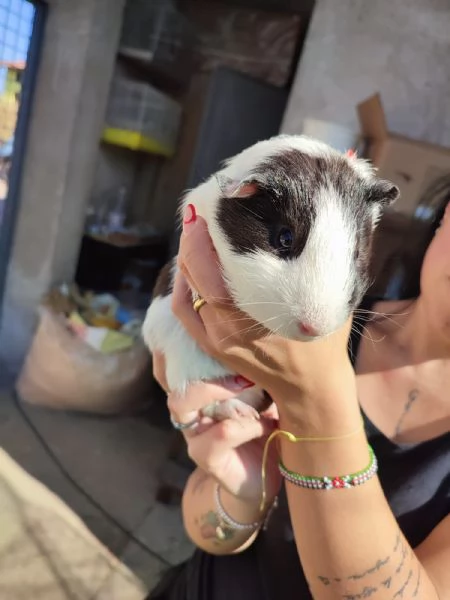 Porcellino d'india  | Foto 2