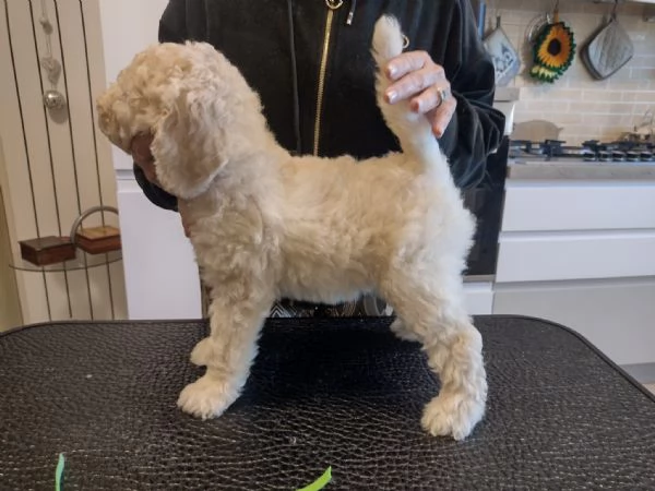 Barbone grande mole bianco 