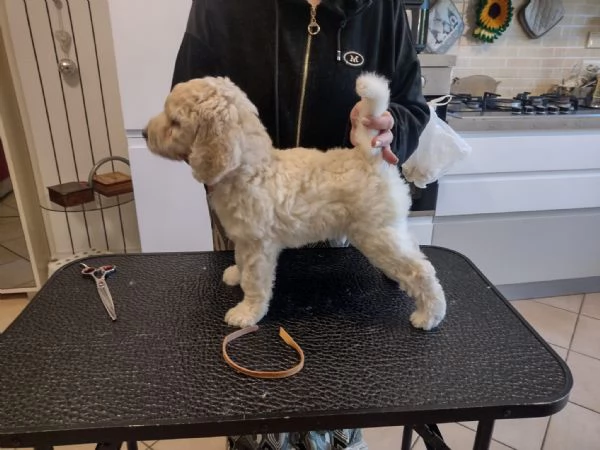 Barbone grande mole bianco  | Foto 3