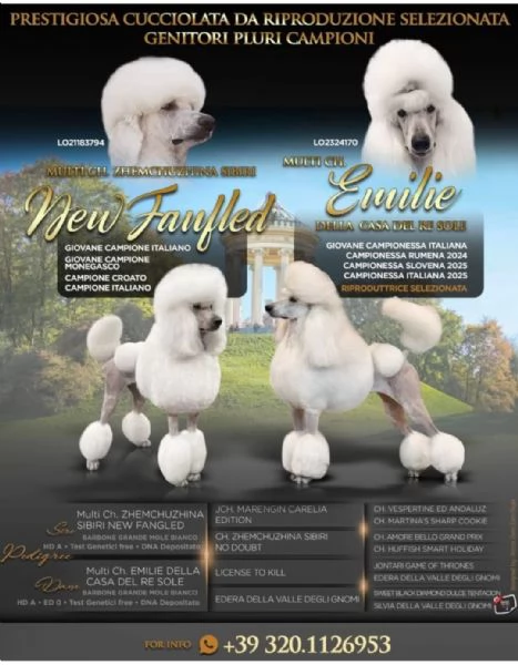 Barbone grande mole bianco  | Foto 2