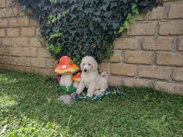 Barbone grande mole bianco  | Foto 1