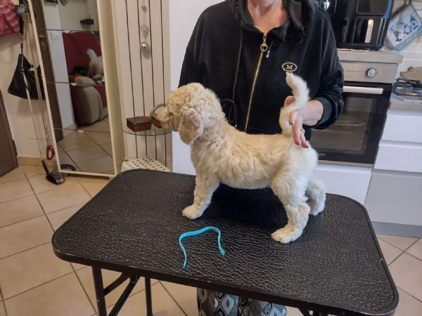 Barbone grande mole bianco  | Foto 0