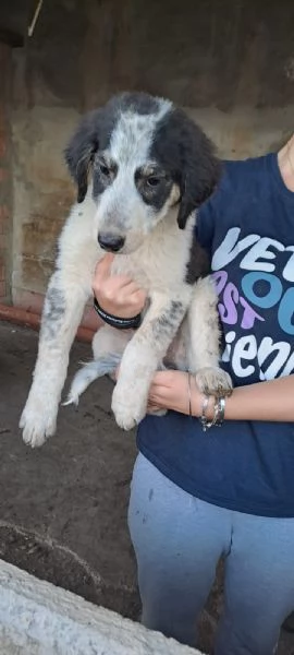 Cucciole mix maremmano in regalo!