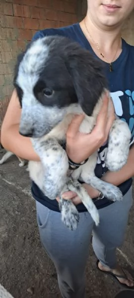 Cucciole mix maremmano in regalo! | Foto 2