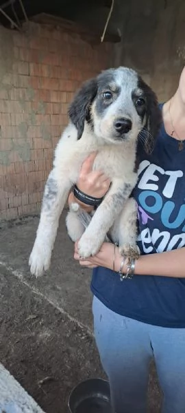 Cucciole mix maremmano in regalo! | Foto 1