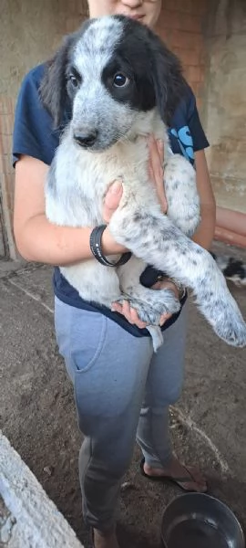 Cucciole mix maremmano in regalo! | Foto 0