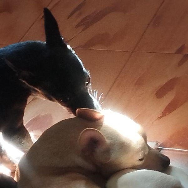 Regalo fantastico ed affettuoso maschietto Wolf | Foto 6