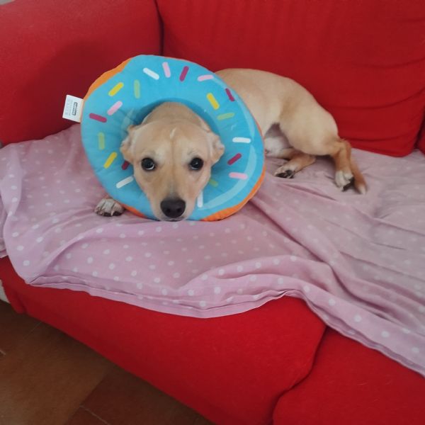 Regalo fantastico ed affettuoso maschietto Wolf | Foto 4