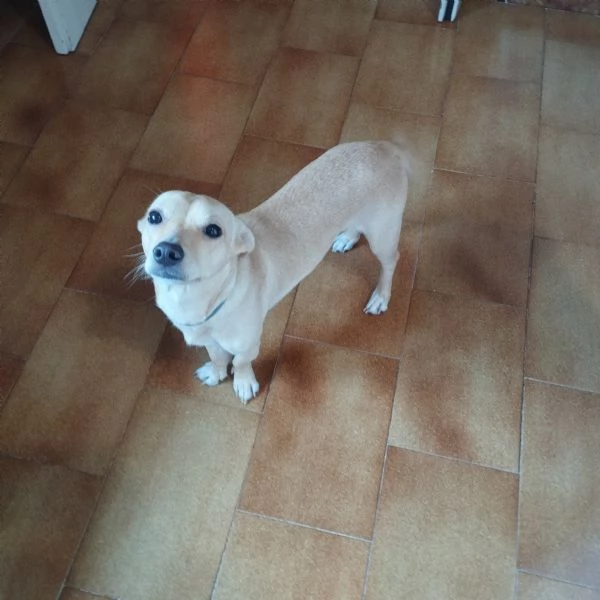 Regalo meticcio Wolf