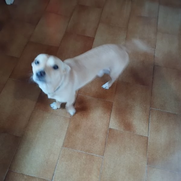 Regalo meticcio Wolf | Foto 1