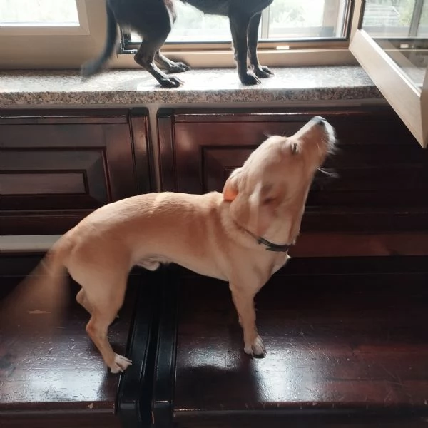 Regalo meticcio Wolf | Foto 0