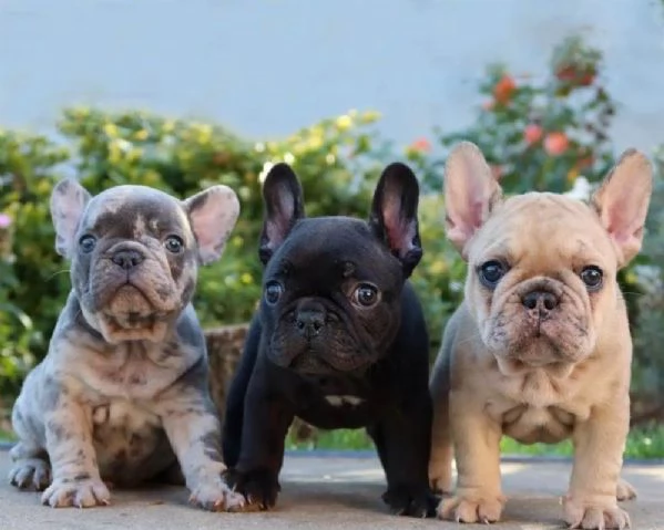 Cuccioli di Bulldog Francese di razza Super in vendita