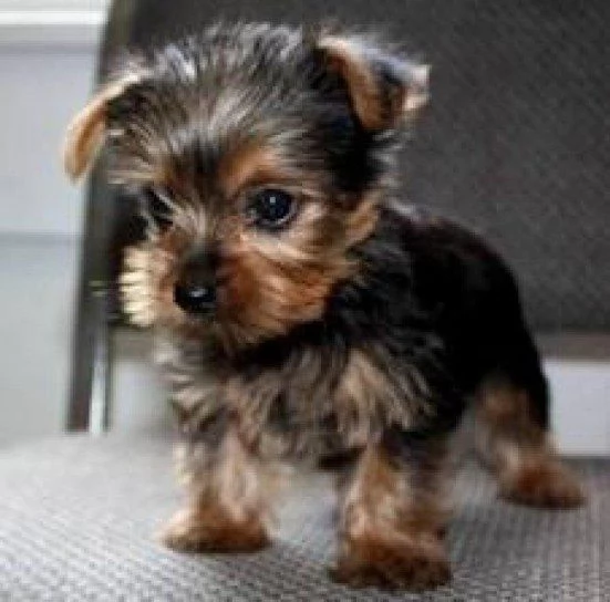 Cuccioli di Yorkshire Terrier di buona qualit&agrave;