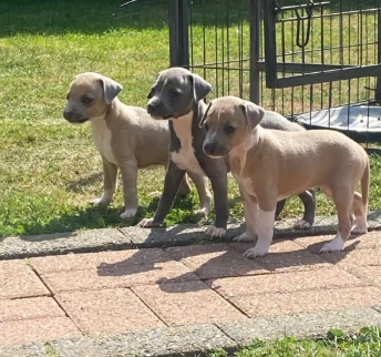 Bellissimi cuccioli di Levriero Italiano di razza pura