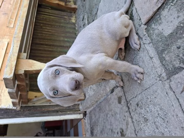 Cucciolo weimaraner