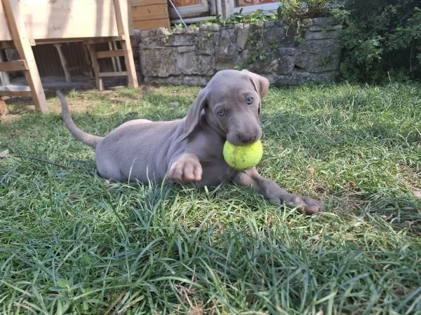 Cucciolo weimaraner | Foto 0