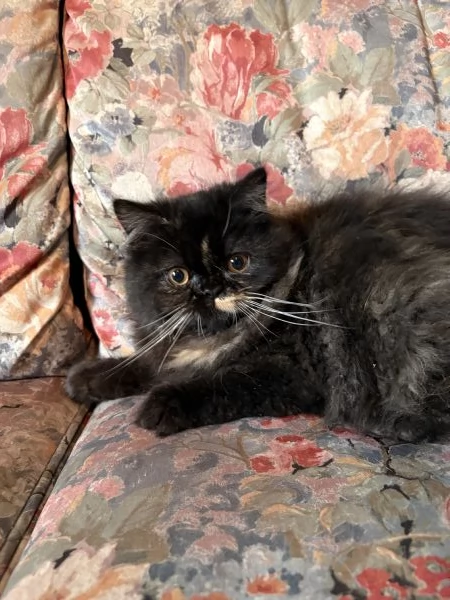 Cucciola gatto persiano Palermo  | Foto 1