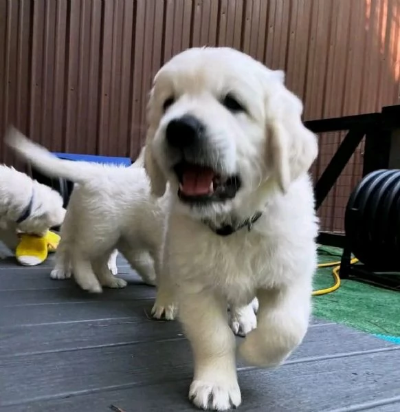 Cuccioli di Golden retriever 3 mesi | Foto 0