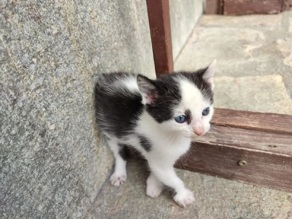 Regalo gattino | Foto 0