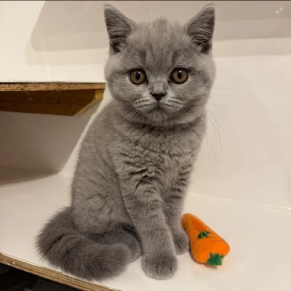 Due British shorthair | Foto 0