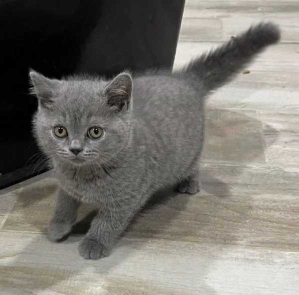 Cucciolo di British Shorthair 