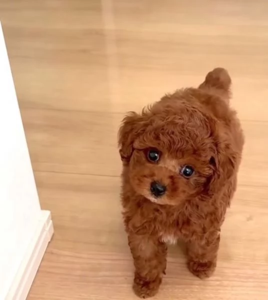 Barboncino Toy (cuccioli maschio e femmina) | Foto 2