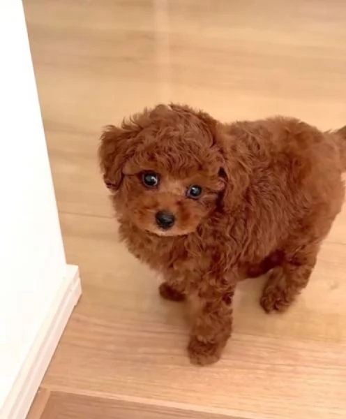 Barboncino Toy (cuccioli maschio e femmina) | Foto 0