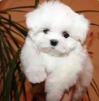 Maltese Toy (cuccioli maschio e femmina) | Foto 0