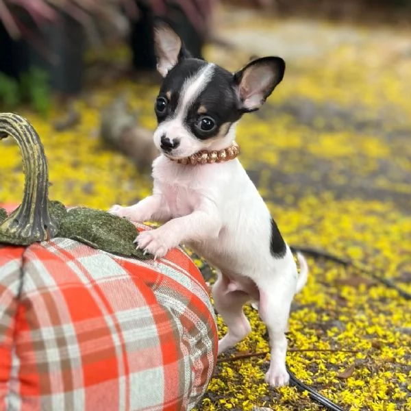 Chihuahua Toy (cuccioli maschio e femmina)