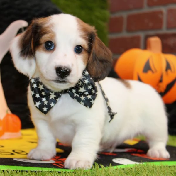 Bassotto nana (cuccioli maschio e femmina) | Foto 0